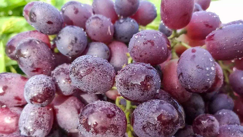 克伦生葡萄冷库库房及包装物消毒及预冷